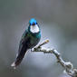 White-throated Mountain Gem