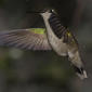Magnificent Hummingbird: Colibr magnfico