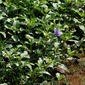 File:Ruellia tuberosa (Wayside Tuberose) in Hyderabad W IMG 9015.jpg