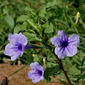 File:Wayside Tuberose -Ruella tuberosa- flower in Hyderabad, AP W IMG 6628.jpg
