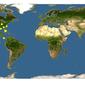 Discover Life: Point Map of Ruellia ciliosa