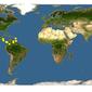 Discover Life: Point Map of Ruellia fulgida